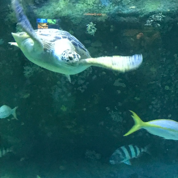 Meet your Posher, Amy - Picture 1 of 1